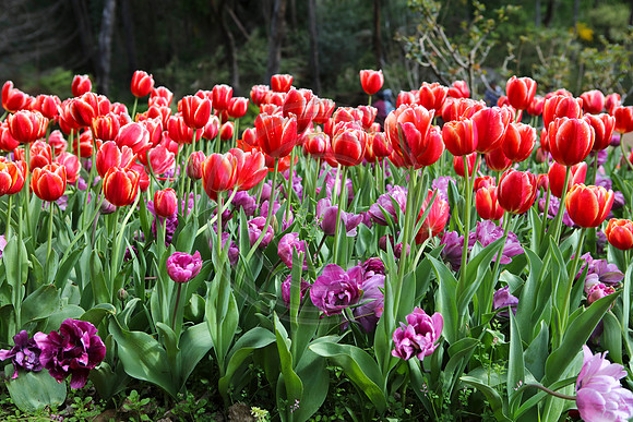 Tulips at Araluen Botanic Park, Roleystone, Western Australia