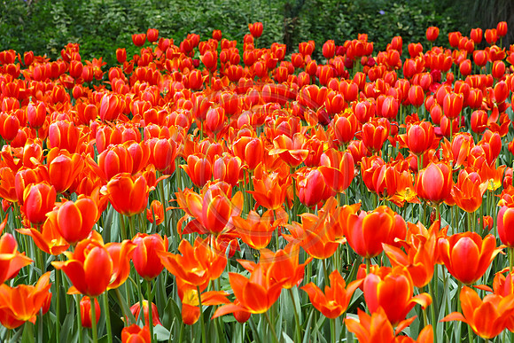 Tulip Festival, Araluen Botanic Gardens, Roleystone, Western Australia