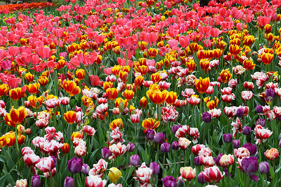 Tulips at Araluen Botanic Park, Roleystone, Western Australia