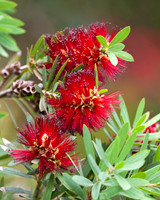 Red Bottlebrush Flowers
