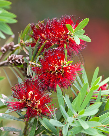 Red Bottlebrush Flowers