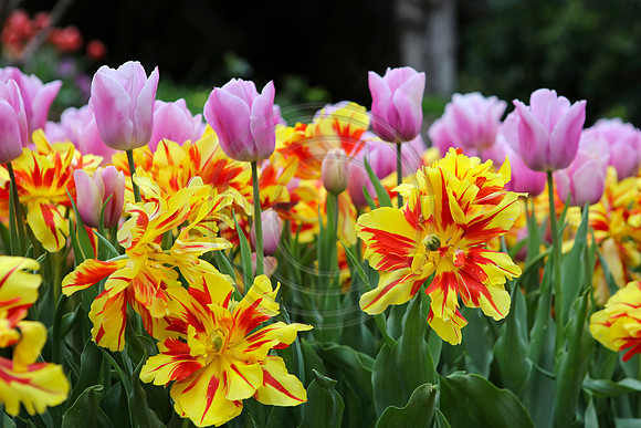 Tulips at Araluen Botanic Park, Roleystone, Western Australia
