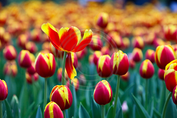 Tulips at Araluen, Western Australia
