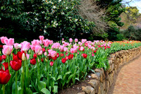 Araluen Tulip Festival, 2016