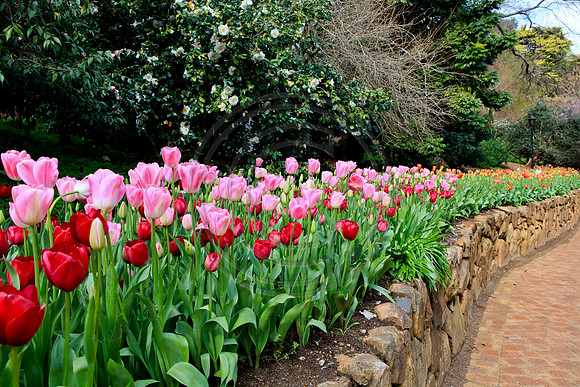 Araluen Tulip Festival, 2016