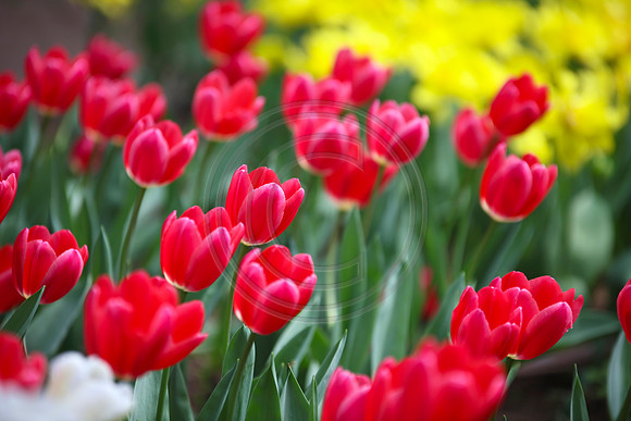 Magenta Pink Tulips at Araluen, Western Australia