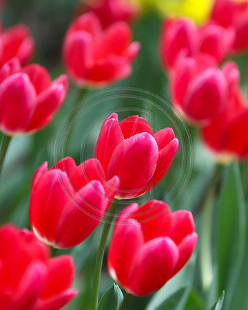 Magenta Pink Tulips at Araluen, Western Australia
