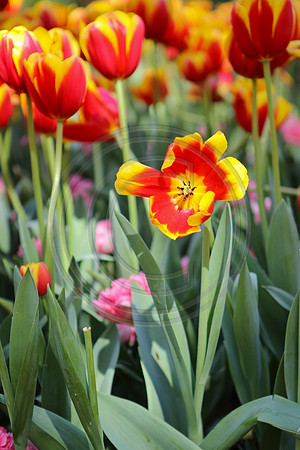 Tulips at Araluen Botanic Park, Roleystone, Western Australia