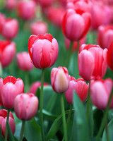 Tulips at Araluen, Western Australia