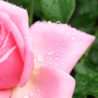 Close up of a pink rose bloom with rain droplets