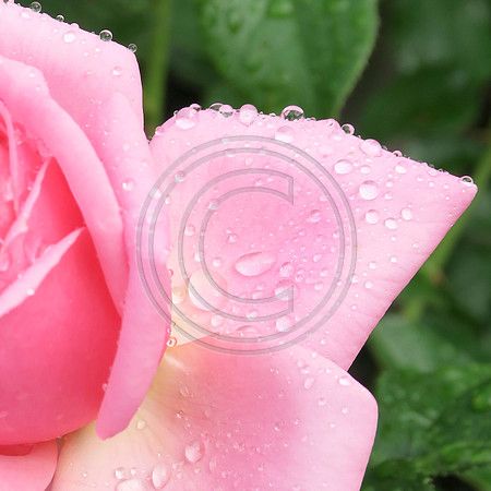 Close up of a pink rose bloom with rain droplets
