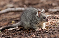 Baby Brushtail Possum