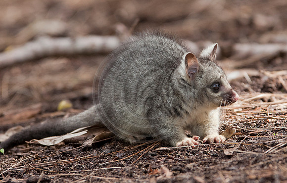 Baby Brushtail Possum