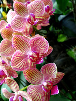 Orchids