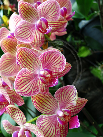 Orchids