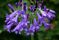 Agapanthus