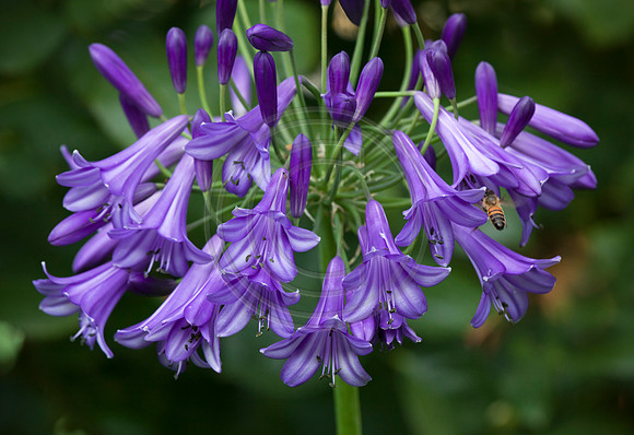 Agapanthus