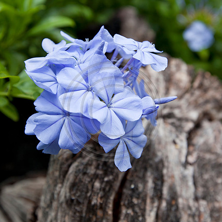 Lightning Blue Plumbago Flower