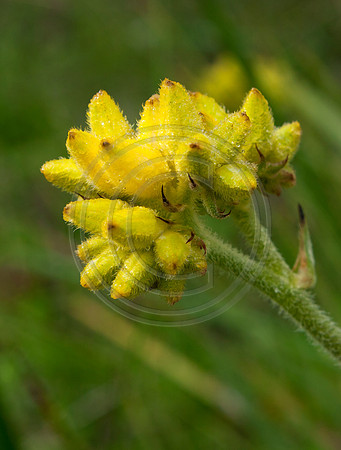 Yellow Wildflower