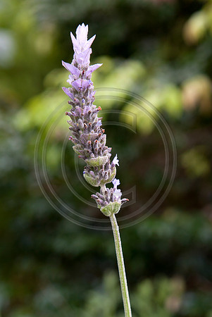Lavender flower