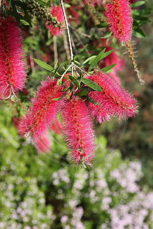 Flowering Pink Bottlebrush