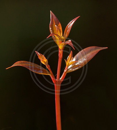 Lilly Pilly Stalk