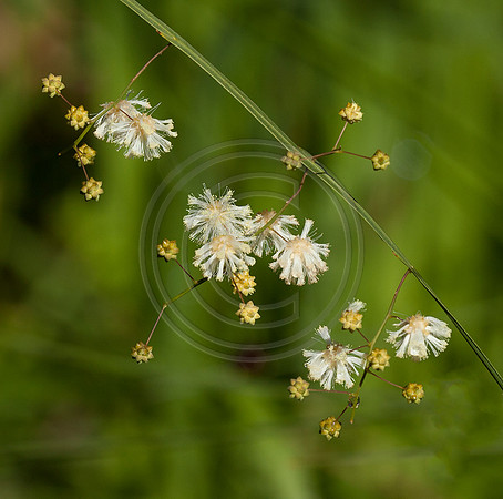 White Wildflowers