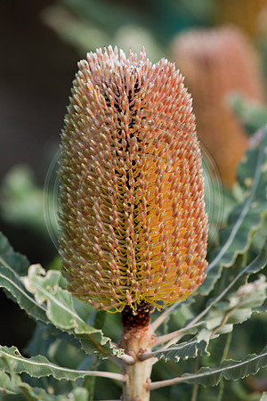 Banksia Flower