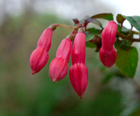 Fuchsia Buds