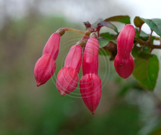 Fuchsia Buds