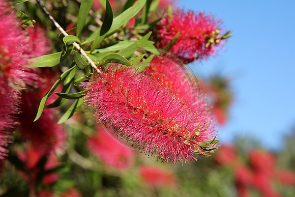 Flowering Pink Bottlebrush