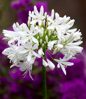 White Agapanthus Flower