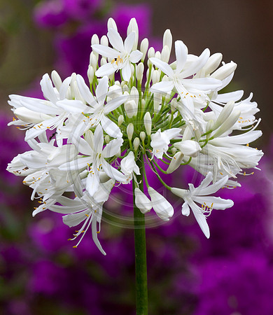 White Agapanthus Flower