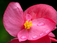 Pink Begonia