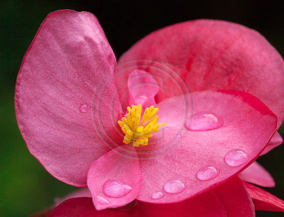 Pink Begonia