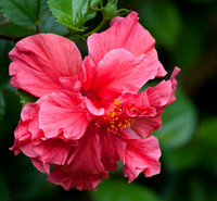 Hibiscus Flower