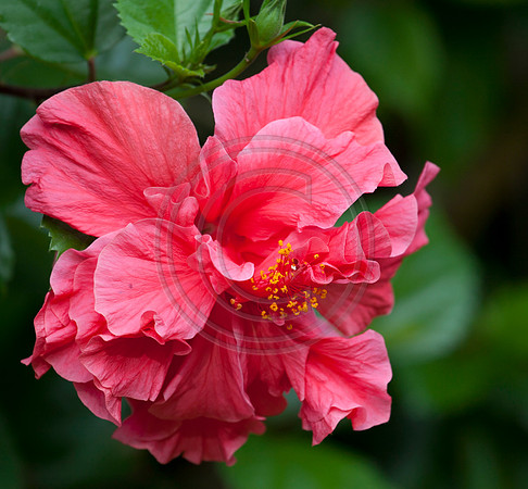Hibiscus Flower