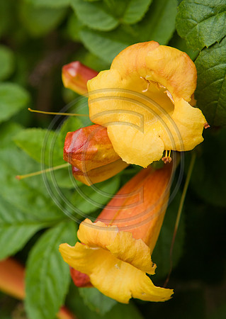 Yellow bell flowers