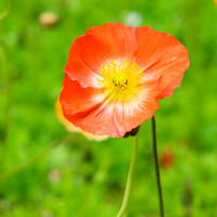 Close up of deep orange poppy flower