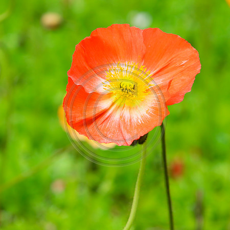 Close up of deep orange poppy flower