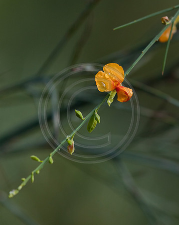Yellow Globe Pea Flower