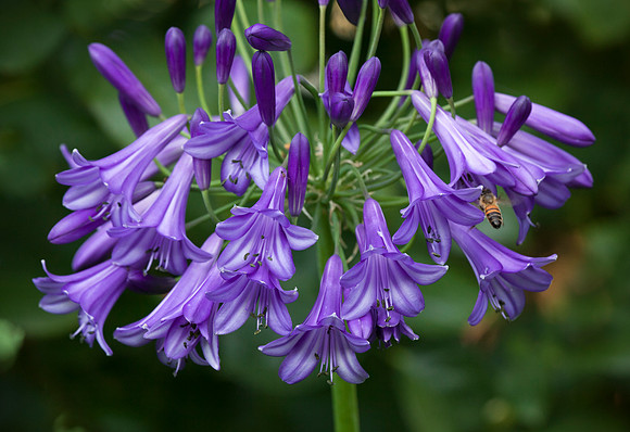 Agapanthus