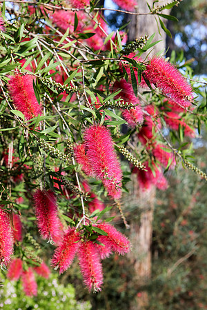 Flowering Pink Bottlebrush