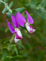 Polygala grandiflora flowers