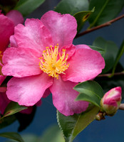 Pink Camellia Flower