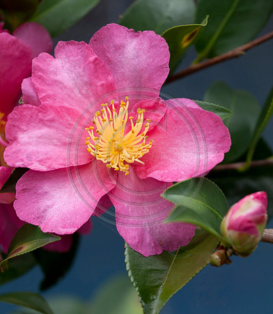 Pink Camellia Flower
