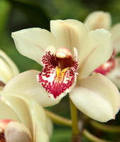 Pale Yellow Orchid Flower