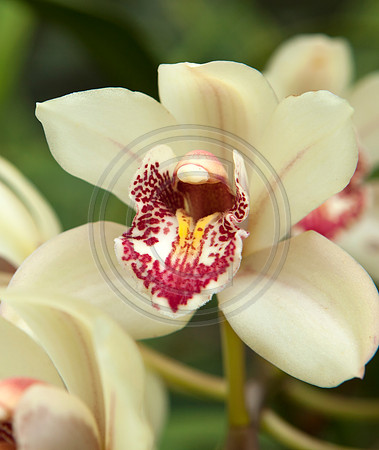 Pale Yellow Orchid Flower