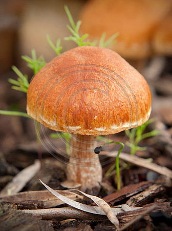 Orange mushroom
