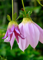 Violet Bell Flowers